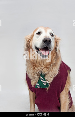 A golden retriever wearing a tie and sweater vest Stock Photo