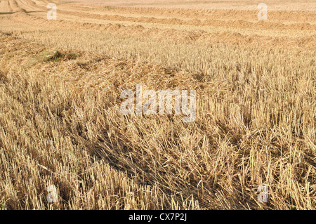 large wheat field freshly harvested Stock Photo