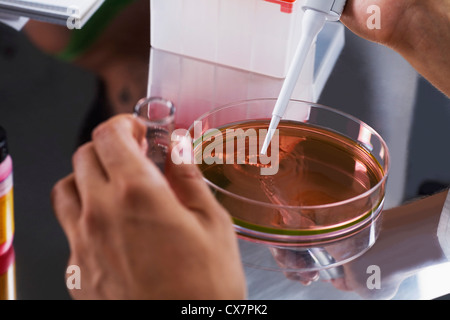 A research scientist using a pipette on a Petri dish Stock Photo
