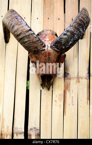 Closeup of goat skull hanging on bamboo wall Stock Photo