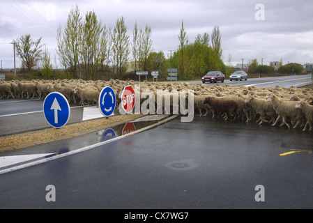Herd of sheep crossing a main road in Spain. Stock Photo