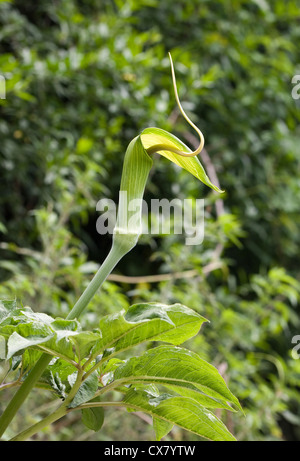 The Whipcord cobra lily is common in lower Tsum Valley, Nepal