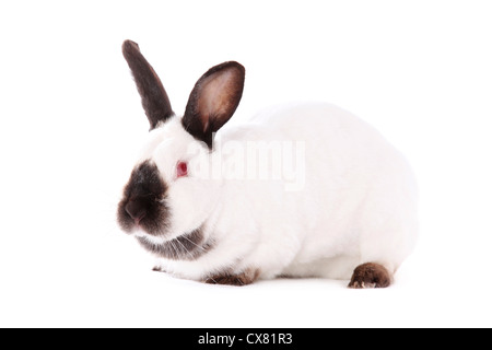 Californian rabbit Stock Photo