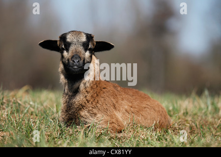 Cameroon lamb Stock Photo