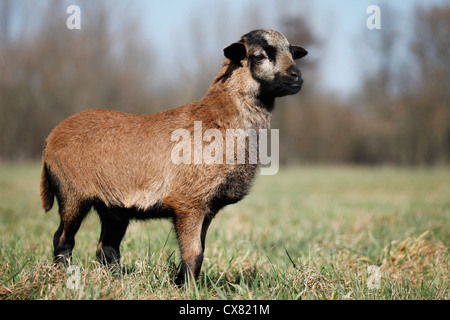 Cameroon lamb Stock Photo