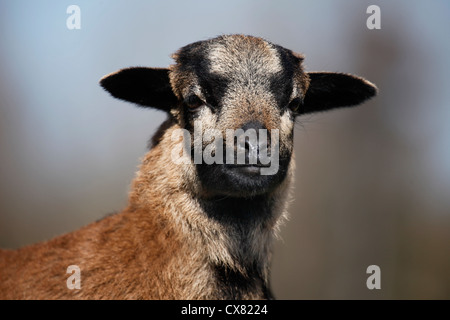 Cameroon lamb Stock Photo