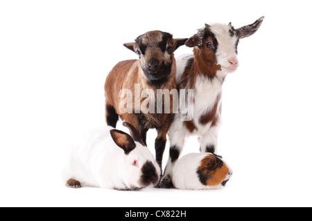 goat, lamb, guinea pig, rabbit Stock Photo