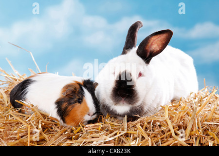guinea pig and rabbit Stock Photo