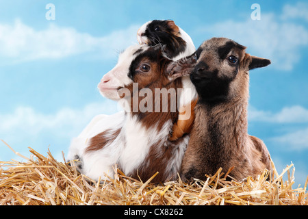 goat, lamb, guinea pig Stock Photo