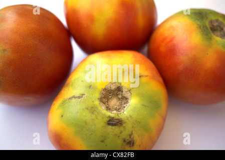 Multi-coloured tomatoes, Italy. Stock Photo