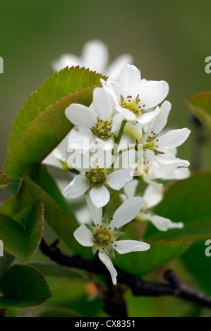 Amelanchier spicata white flowers flowering spring bloom blooming blossom garden tree Stock Photo