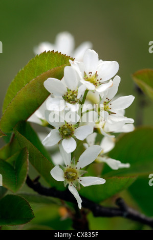 Amelanchier spicata white flowers flowering spring bloom blooming blossom garden tree Stock Photo