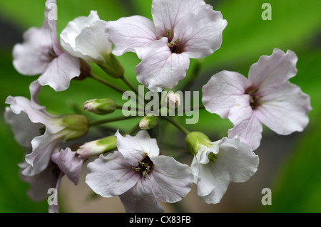 cardamine heptaphylla syn synonym dentata pinnata closeup selective focus white flowers flowering bloom spring Stock Photo