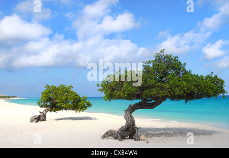 Divi Divi Trees on the shoreline of Eagle Beach in Aruba Stock Photo