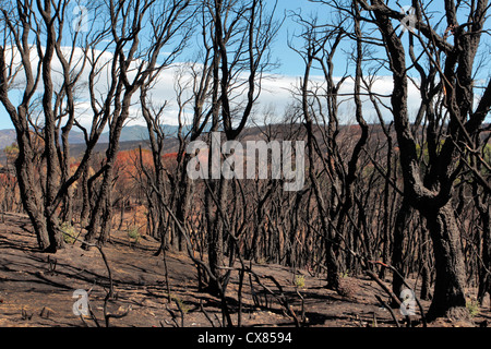 Burnt trees from forest fires that ravaged northern Catalonia, Spain in August 2012 Stock Photo