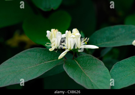 lonicera ruprechtiana cream white yellow climbers climbing shrubs flowers petals scented fragrant plant portraits honeysuckles Stock Photo