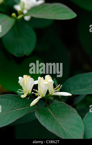 lonicera ruprechtiana cream white yellow climbers climbing shrubs flowers petals scented fragrant plant portraits honeysuckles Stock Photo