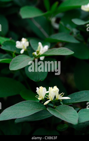 lonicera ruprechtiana cream white yellow climbers climbing shrubs flowers petals scented fragrant plant portraits honeysuckles Stock Photo