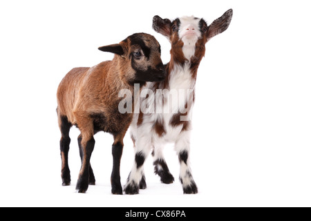 yeanling goat and yeanling lamb Stock Photo