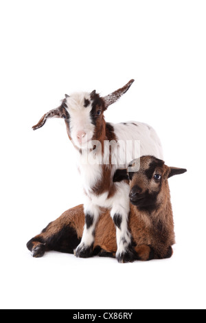 yeanling goat and yeanling lamb Stock Photo