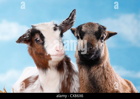 yeanling goat and yeanling lamb Stock Photo