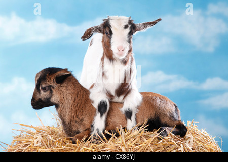 yeanling goat and yeanling lamb Stock Photo