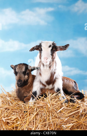yeanling goat and yeanling lamb Stock Photo