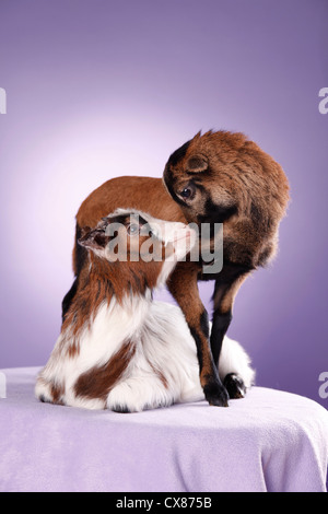 yeanling goat and yeanling lamb Stock Photo