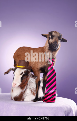 yeanling goat and yeanling lamb Stock Photo