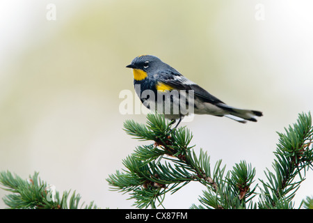 Audubon's Warbler bird songbird perching in Spruce Stock Photo