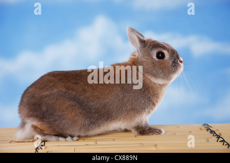 Netherland dwarf Stock Photo