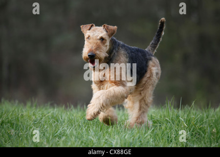 running Airedale Terrier Stock Photo