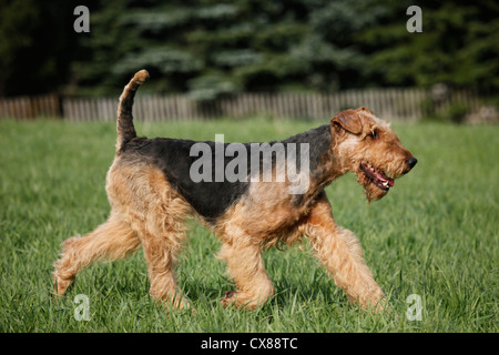 running Airedale Terrier Stock Photo