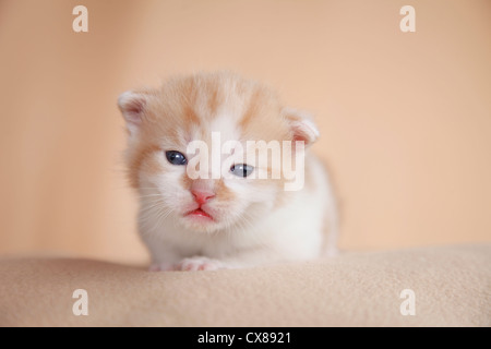 newborn kitten Stock Photo