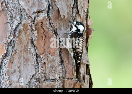 Red-cockaded Woodpecker bird perching Stock Photo