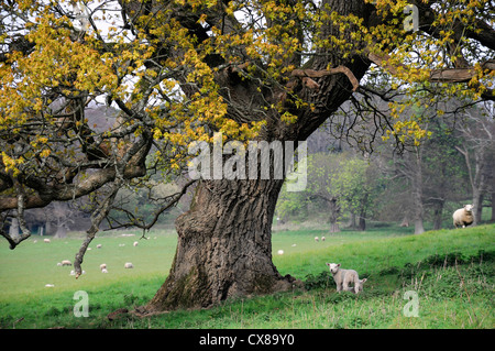 spring lambs under a windswept oak tree newborn season seasonal sheep farm livestock young animals Stock Photo