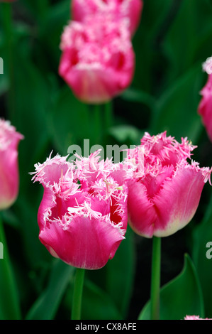 Tulipa new look fringed pink white tulip garden flowers spring flower bloom blossom bed colour color Stock Photo