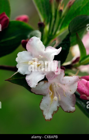 weigela japonica var sinica flowering flowers blooms blossoms shrub shrubs pink white plant portraits closeup selective focus Stock Photo