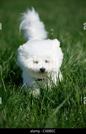 running Bichon Frise Stock Photo