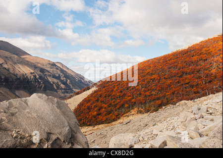 Lenga Trees In Torres Del Paine National Park; Patagonia Chile Stock Photo