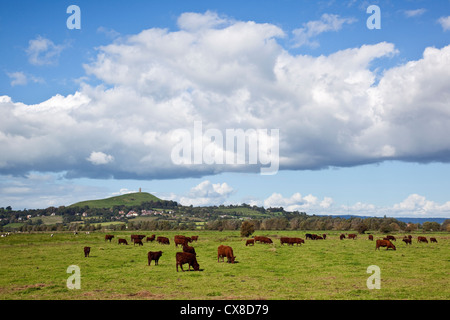 A view across meadows towards Glastonbury Tor with cattle grazing in the foreground, Somerset UK Stock Photo