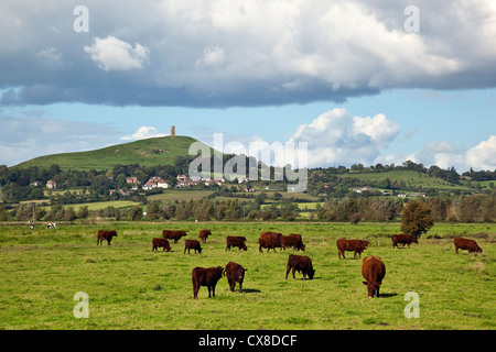 A view across meadows towards Glastonbury Tor with cattle grazing in the foreground, Somerset UK Stock Photo
