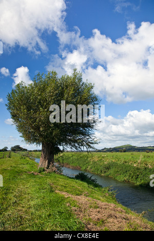 A view across the River Brue towards Glastonbury Tor in Somerset UK Stock Photo