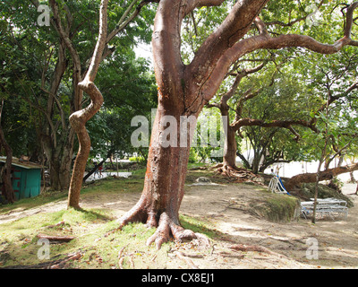 An interesting tree on a beach Stock Photo