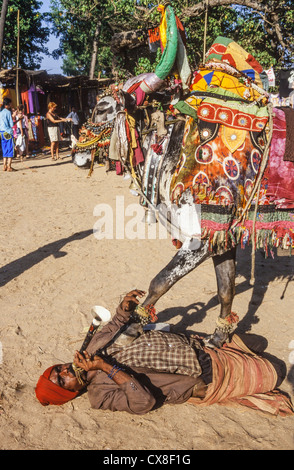 Hippie Flea Market , Flute player with cow at Anjuna Beach , North Goa, India Stock Photo