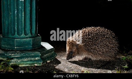 Hedgehog foraging in a residential garden Stock Photo