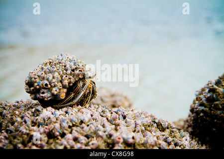 Hermit Crab on a beach covered in shells macro Stock Photo