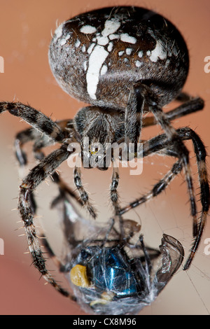 Spider catching fly in web Stock Photo