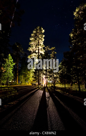 Apache-Sitgreaves National Forest in north central Arizona. Camping. Stock Photo