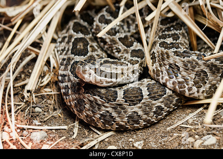 Eastern Massasauga Sistrurus catenatus catenatus is a small rattlesnake Stock Photo